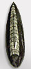 orthoceras