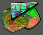 ammolite